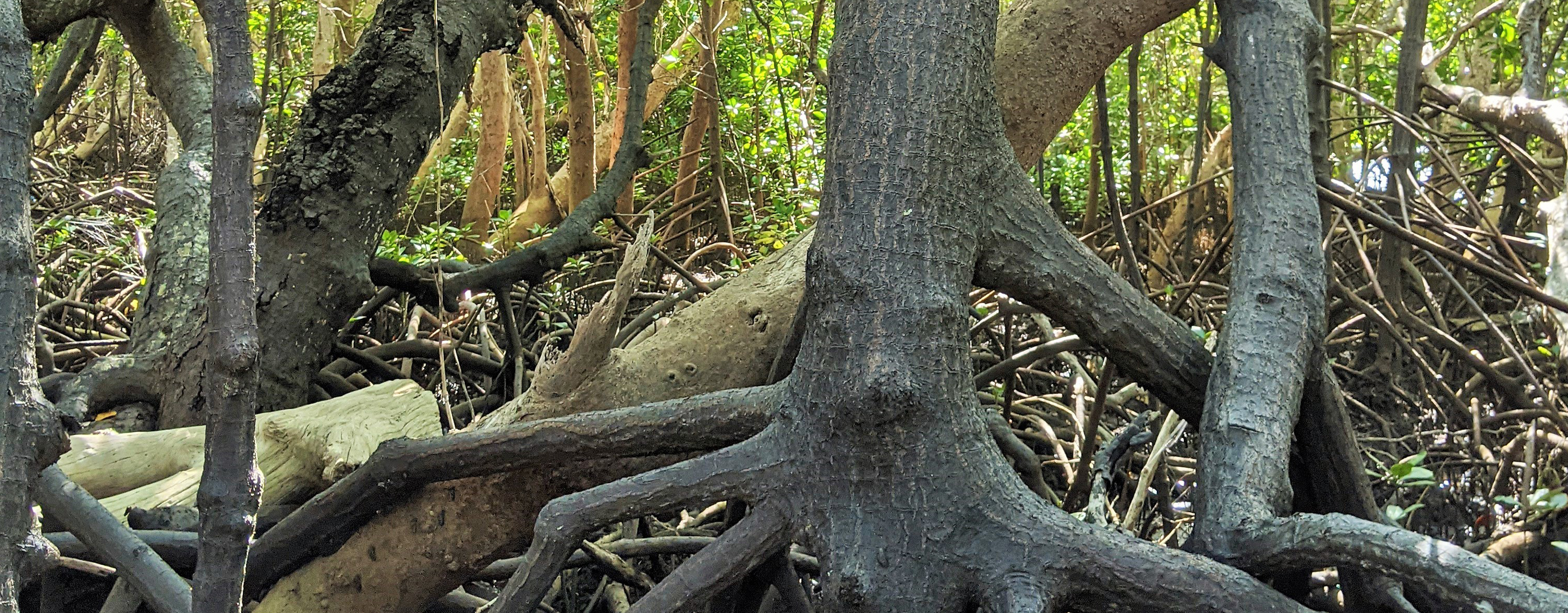 bobaomby “ALA HONKO” THE MANGROVE FOREST